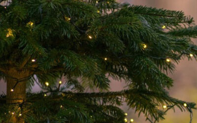A Holiday Cottage owner’s guide for December bookings